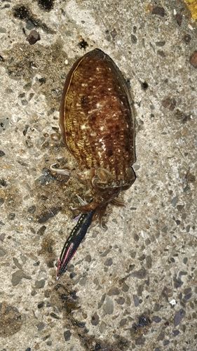 コウイカの釣果