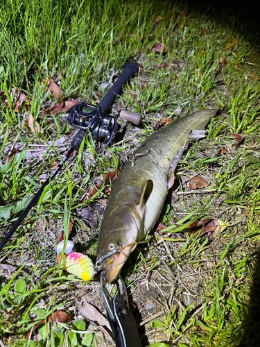ナマズの釣果