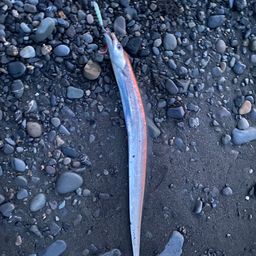 タチウオ