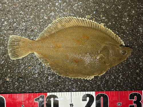 スナガレイの釣果