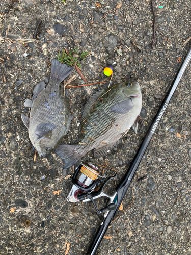 メジナの釣果