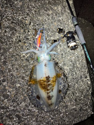 アオリイカの釣果