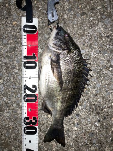 クロダイの釣果