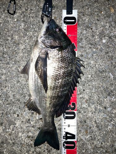 クロダイの釣果