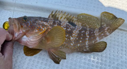 キジハタの釣果