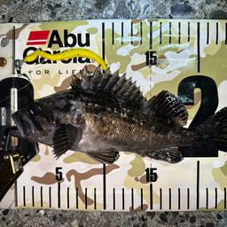 クロソイ