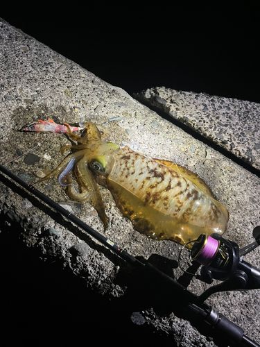 アオリイカの釣果