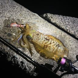 アオリイカ