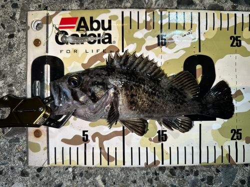 クロソイの釣果