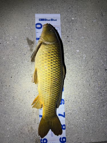 コイの釣果