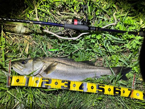 スズキの釣果