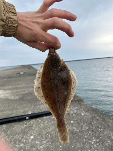 カレイの釣果