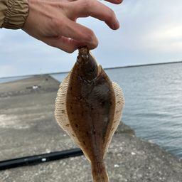 カレイ