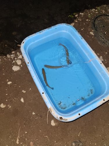 ニジマスの釣果