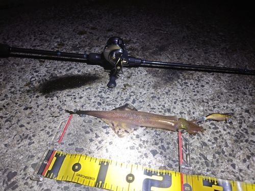 ヤリイカの釣果