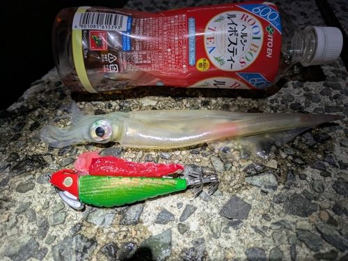 ヤリイカの釣果