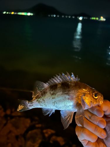 メバルの釣果