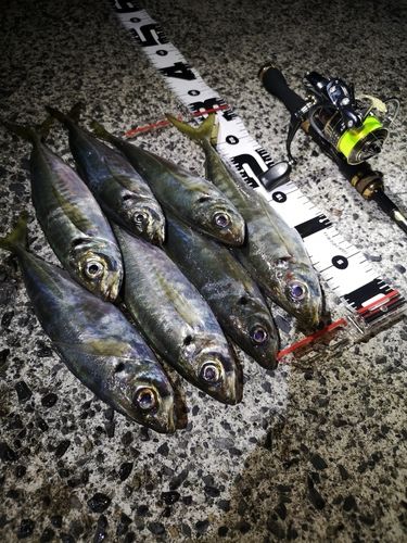 アジの釣果