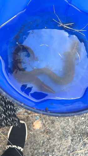 ダイナンギンポの釣果