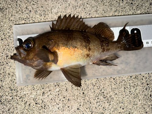 メバルの釣果