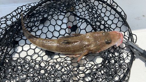 イネゴチの釣果