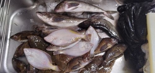 マガレイの釣果