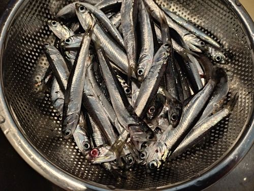 イワシの釣果