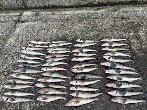 ホッケの釣果