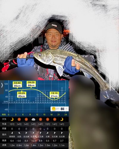 シーバスの釣果