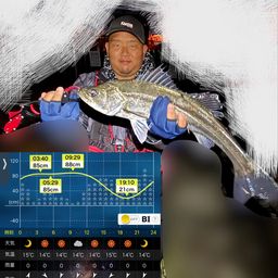 シーバス