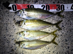 アジの釣果