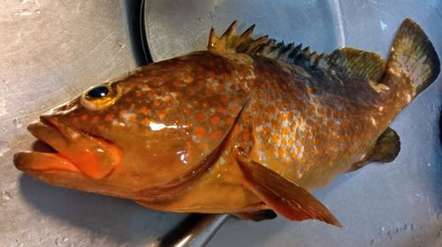 キジハタの釣果