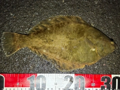 クロガシラガレイの釣果