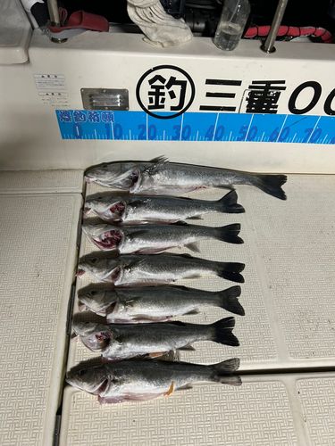 シーバスの釣果