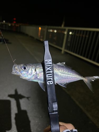 マアジの釣果