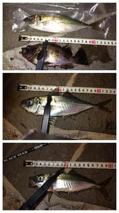 マアジの釣果