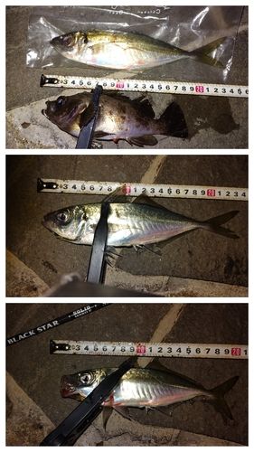 マアジの釣果
