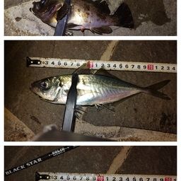 マアジ