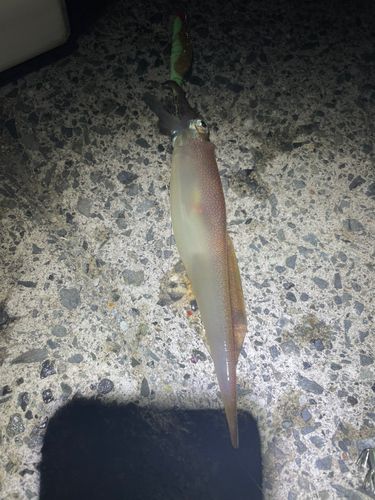 ヤリイカの釣果