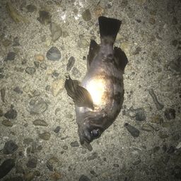 メバル