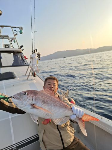 マダイの釣果