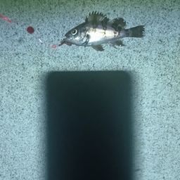 メバル
