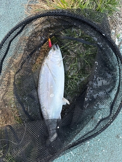 サクラマスの釣果