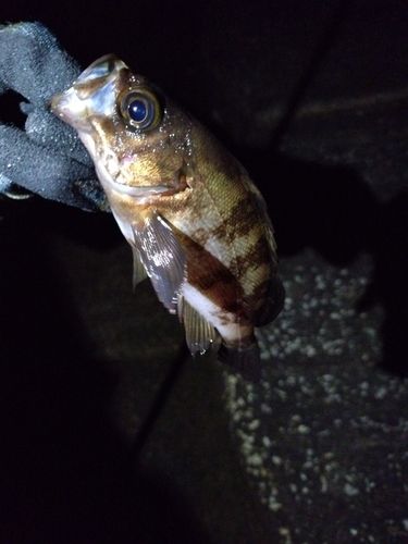 メバルの釣果