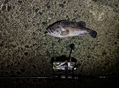 クロソイの釣果