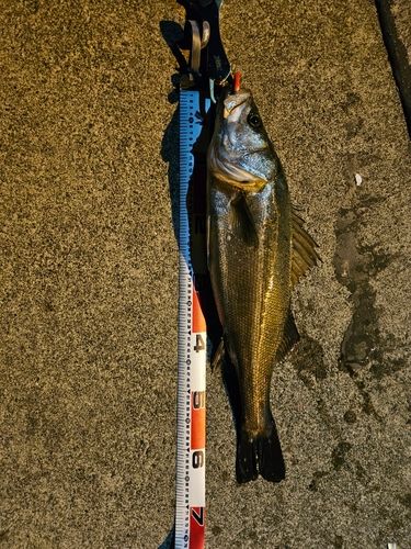 マルスズキの釣果