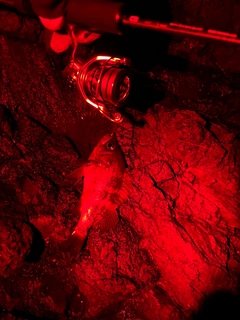 シロメバルの釣果