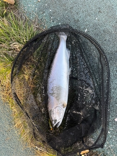 サクラマスの釣果