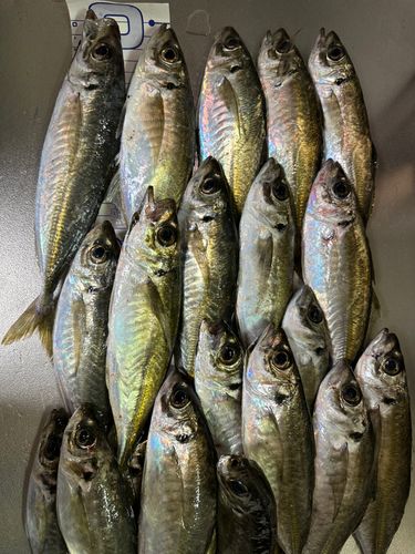 アジの釣果