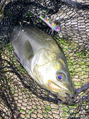 フッコ（マルスズキ）の釣果